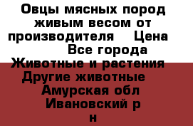 Овцы мясных пород живым весом от производителя. › Цена ­ 110 - Все города Животные и растения » Другие животные   . Амурская обл.,Ивановский р-н